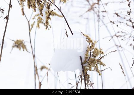Dry grass branches on the background of winter nature. Stock Photo
