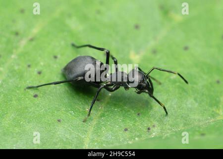 Ant mimic spider black color on leaf close-up, Myrmarachne species, Satara, Maharashtra, India Stock Photo