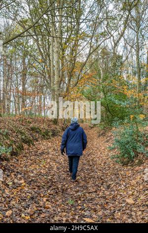Woman walking part of the Snettisham Circular Walk through Ken Hill Woods in Norfolk during autumn or winter. Stock Photo