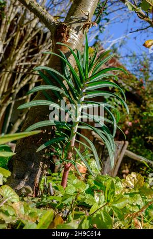 small caper spurge euphorbia lathyris growing in rural garden zala county hungary Stock Photo