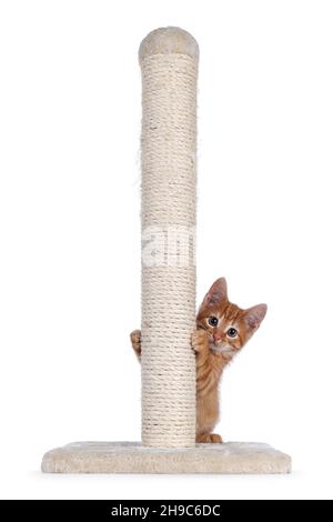 Sweet little red house cat, sitting behind beige scratching pole made of sisal rope. Looking towards camera. Isolated on a white background. Stock Photo