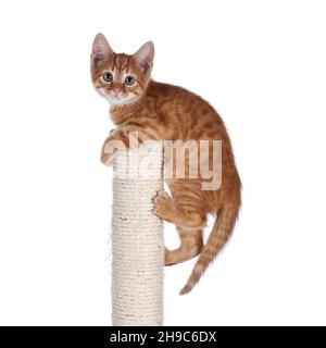 Sweet little red house cat, hanging on top of beige sisal rope climbing and scratching post. Looking towards camera. Isolated on a white background. Stock Photo