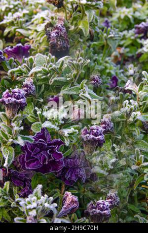 Withering petunia flowers are covered with hoarfrost in the first autumn frosts Stock Photo
