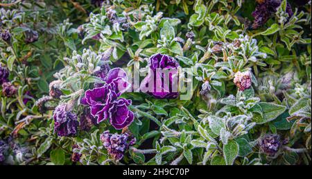 Withering petunia flowers are covered with hoarfrost in the first autumn frosts Stock Photo