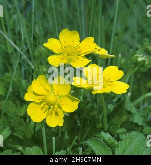 CREEPING CINQUEFOIL Potentilla reptans (Rosaceae) Height to 20cm Creeping perennial whose trailing stems root at the nodes (unlike Tormentil). Found i Stock Photo