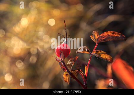 Rosehip branch with red leaves in the backlight of the autumn sun Stock Photo