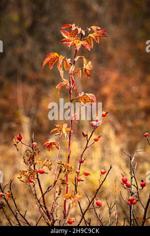 Branche of a rose hip bush dropping leaves with red fruits on an autumn morning Stock Photo