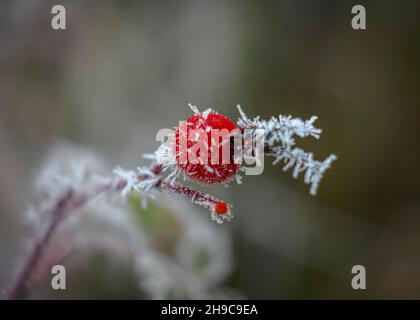 Branche with red rose hips are covered with thin needles of frost Stock Photo