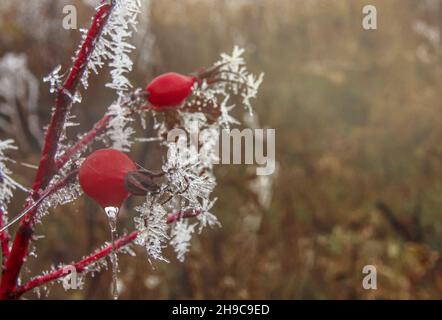 Branches with red rose hips are covered with thin needles of frost Stock Photo