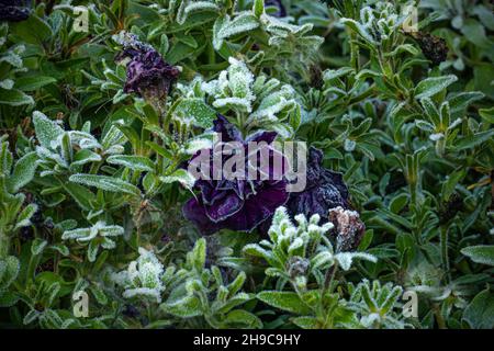 Withering petunia flowers are covered with hoarfrost in the first autumn frosts Stock Photo