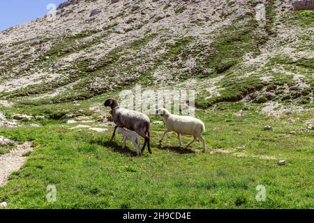 Sheep with their newborn cub on a pasture in the Italian Alps Stock Photo