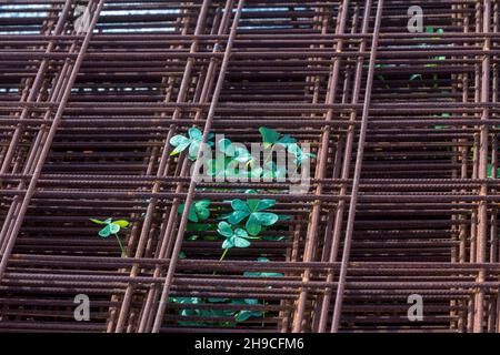 Rusty steel bars  in construction with leaf clovers growing . Isolated.  Stock Image. Stock Photo