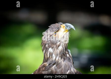White Tailed Sea Eagle Stock Photo