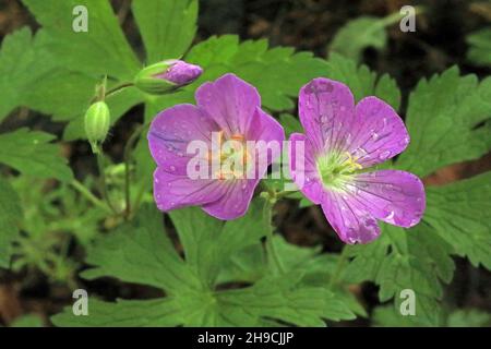 Wild geranium with droplets after a rain in the springtime woods in Taylors Falls, Minnesota USA. Stock Photo