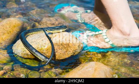 A poisonous black snake in the bathroom in the washbasin Stock Photo - Alamy