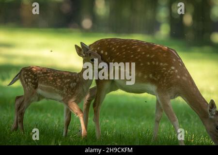 A fallow deer fawn in the summer Stock Photo