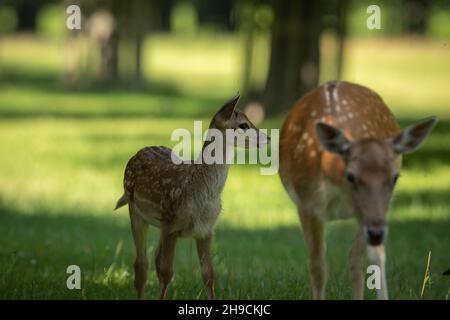 A fallow deer fawn in the summer Stock Photo