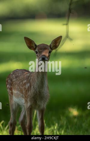 A fallow deer fawn in the summer Stock Photo
