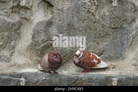 Brown-white pigeons isolated in front of a wall - close up of the city birds in Georgia