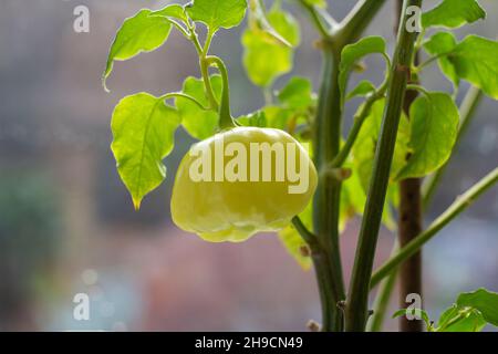 Seedlings of salad in fertile soil in self made pot from paper milk bottles, on windowsill. Spring is coming and farmers working in greenhouse Stock Photo