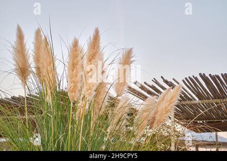 Natural background from soft fluffy plants against the sky.  Stock Photo