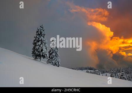 Fantastic evening landscape with dramatic winter scene with snowy pine trees and last sunlight, orange clouds in the sky. Krvavec, Slovenia, Europe Stock Photo