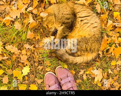 Siberian cat sitting in the autumn forest. Lay on the ground Stock Photo