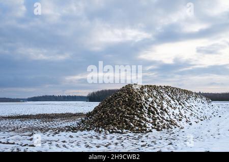 A pile of harvested sugar beets on an agricultural field covered with snow in winter. Organic farming for industrial sugar production. Dramatic sky. Stock Photo