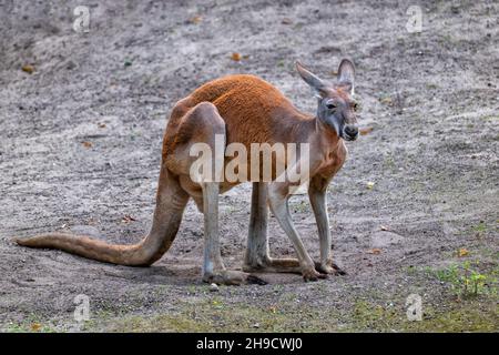 The Red Kangaroo (Macropus rufus), large terrestrial marsupial mammal in the family Macropodidae, native region: inland Australia. Stock Photo