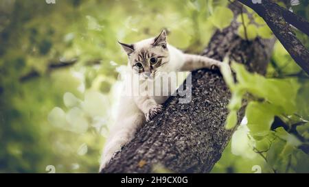 Thai cat climbs a tree. Portrait of a Thai cat. A Thai-bred kitten. Stock Photo
