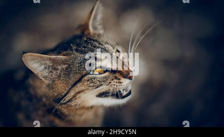 Portrait of a street homeless tabby cat with yellow eyes. A angry gray striped cat. Stock Photo