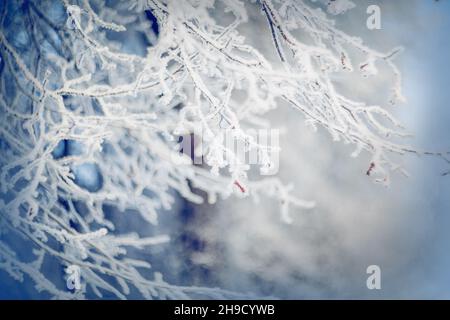 Snow-covered tree branches. Branches in hoarfrost and snow in the winter. Winter background. The bushes is covered with frost. Stock Photo