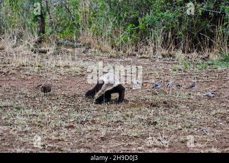 The honey badger, Mellivora capensis, also known as the ratel is a fearless animal Stock Photo