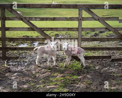 A pair of lambs beside a farm gate on farmland on the Pennine Way long-distance footpath in North Yorkshire, UK, on 16 April 2018. Stock Photo