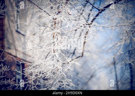 Snow-covered tree branches on the background of the house. Branches in hoarfrost and snow in the winter. Winter background. The bushes is covered with Stock Photo