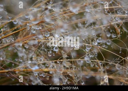 Raindrops on wild meadow grass Stock Photo
