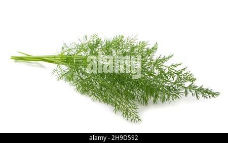 Fresh  fennel  isolated on white background Stock Photo