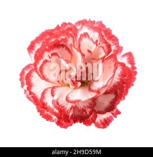 Red and white carnation isolated on white background Stock Photo