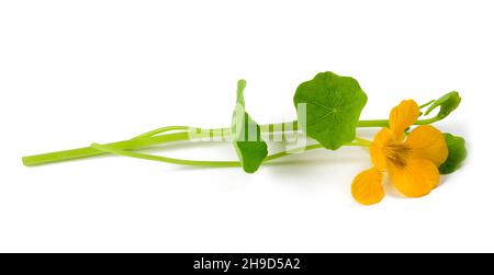 Yellow nasturtium  flower isolated on white background Stock Photo