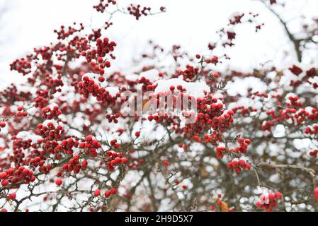Red berries of viburnum or mountain ash under the snow on a tree Stock Photo