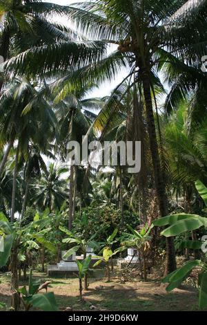 graves around ben tre in south vietnam Stock Photo