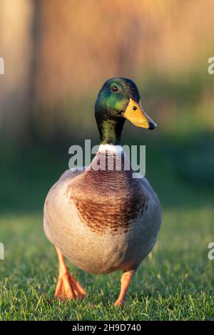 Mallard Stock Photo