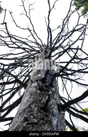 A dry old tree without leafs in the alps near Lenggries, Germany Stock Photo