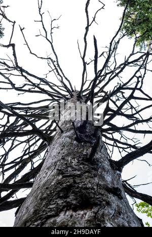 A dry old tree without leafs in the alps near Lenggries, Germany Stock Photo