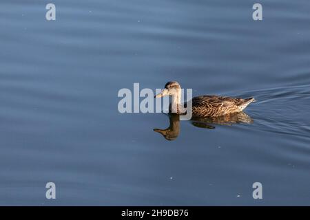 Mallard Stock Photo