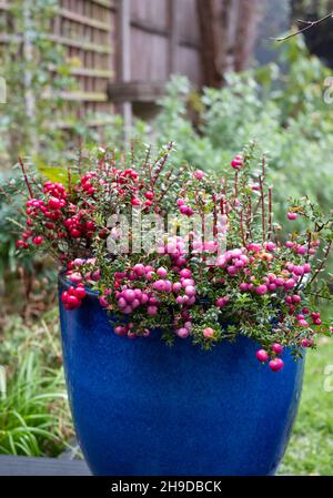 Closeup of pink purple berries of Pernettya mucronata known as