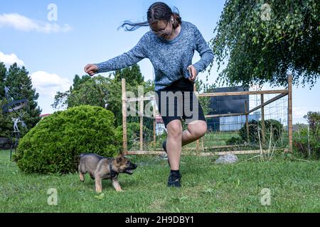 A twelve years old girl plays with an eight weeks old German Shepherd puppy. Green grass background. Sable colored, working line breed Stock Photo