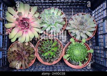Mixed little green and red succulent plants with fresh leaves in small garden pots displayed for sale at a market n a sunny summer day Stock Photo