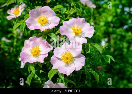 Delicate light pink and white Rosa Canina flowers in full bloom in a spring garden, in direct sunlight, with blurred green leaves, beautiful outdoor f Stock Photo
