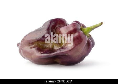 purple habanero chili pepper, isolated on white background, closeup macro Stock Photo